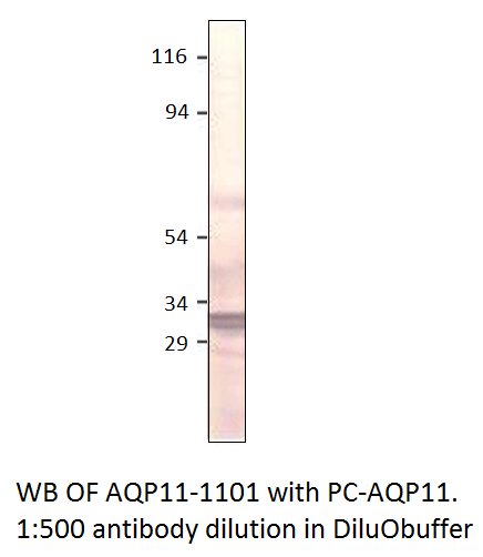 Anti-Aquaporin 11 Antibody