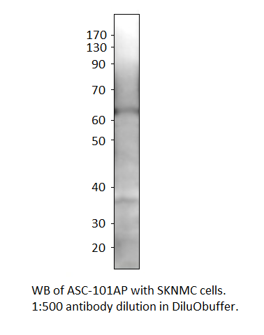 Anti-SLC7A10 Antibody