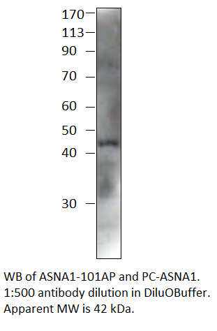 Anti-ASNA1 Antibody