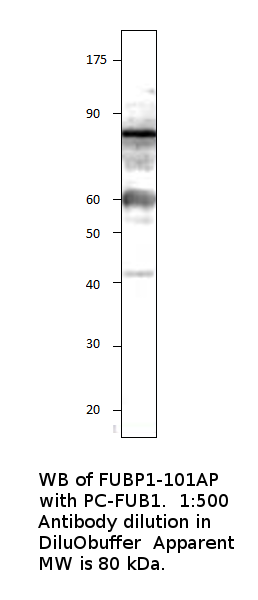Anti-FUBP1 Antibody