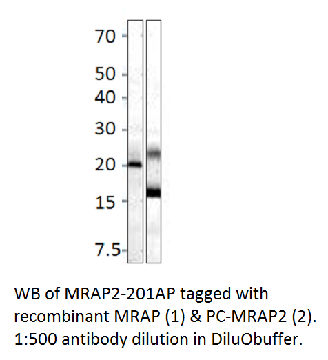Anti-MRAP2 Antibody
