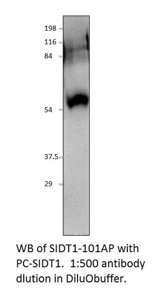 Anti-SIDT1 Antibody