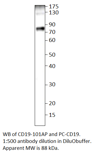 Anti-CD19 Antibody