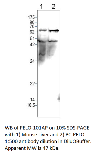 Anti-PELO Antibody