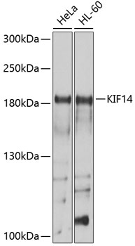 Anti-KIF14 Antibody