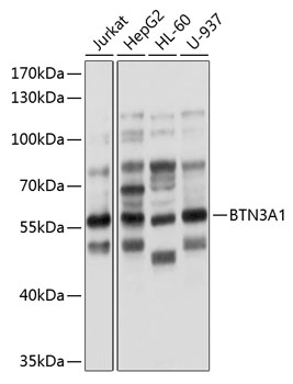 Anti-BTN3A1 Antibody