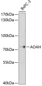 Anti-Acyloxyacyl Hydrolase Antibody