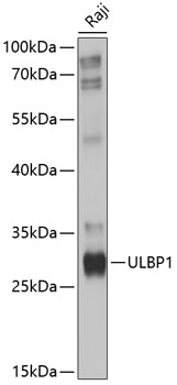 Anti-ULBP1 Antibody