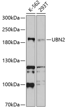 Anti-UBN2 Antibody