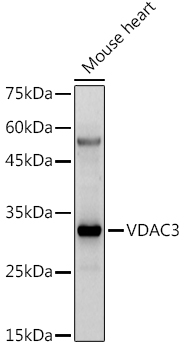 Anti-VDAC3 Antibody