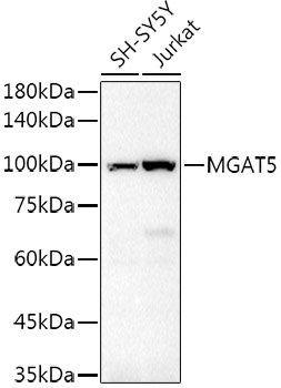 Anti-MGAT5 Antibody