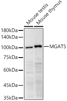 Anti-MGAT5 Antibody Anti-MGAT5 Antibody