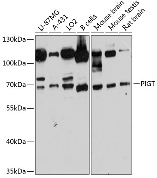 Anti-PIGT Antibody