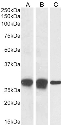 Anti-APOBEC3A Antibody