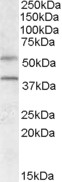Anti-GPCR GPR81 Antibody