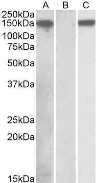 Anti-NALP2 Antibody