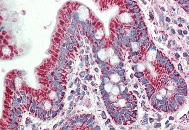 Anti-SLAMF8 Antibody Anti-SLAMF8 Antibody