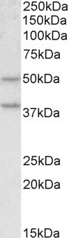 Anti-MBOAT4 Antibody