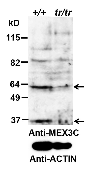 Anti-MEX3C Antibody