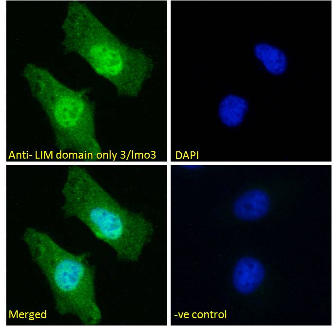 Anti-LIM Domain Only 3 Antibody