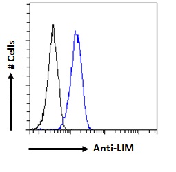 Anti-LIM Domain Only 3 Antibody Anti-LIM Domain Only 3 Antibody