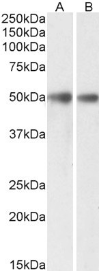 Anti-GDE1 (MIR16) Antibody