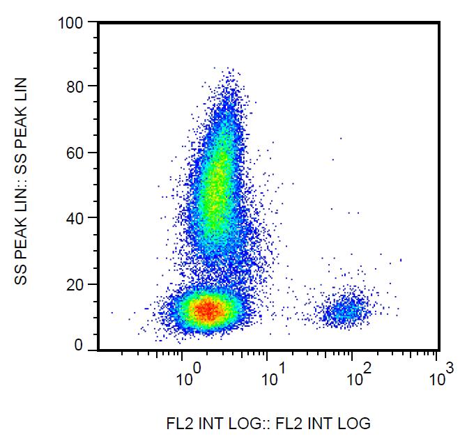 Anti-CD19 Antibody [4G7] (Biotin)