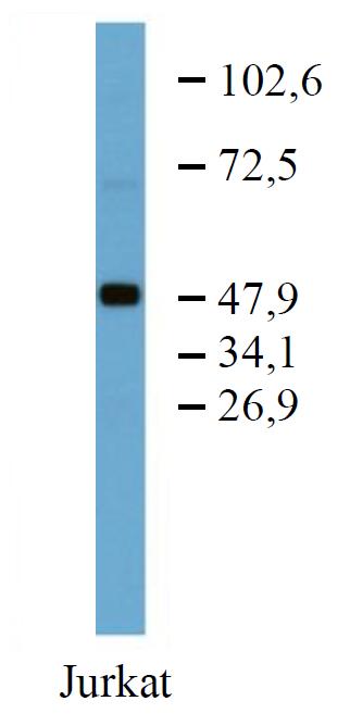 Anti-TRK Fused Gene Antibody [TFG-03]