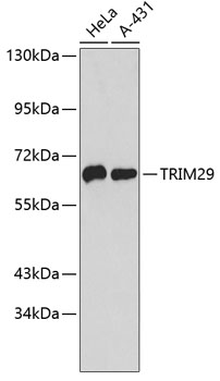 Anti-TRIM29 Antibody