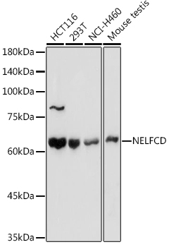 Anti-TH1L Antibody