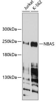 Anti-NBAS Antibody