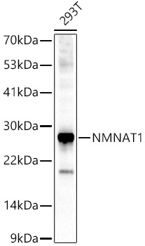 Anti-Nmnat1 / NMNAT Antibody