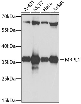 Anti-MRPL1 Antibody