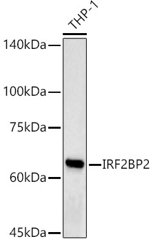 Anti-IRF2BP2 Antibody