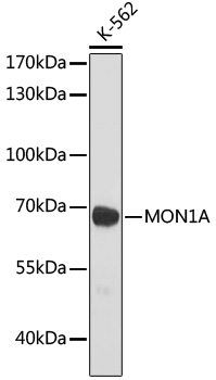 Anti-MON1A Antibody