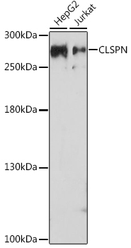 Anti-Claspin Antibody