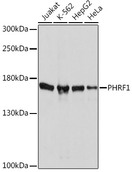 Anti-PHRF1 Antibody