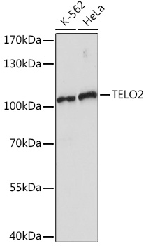 Anti-TELO2 Antibody