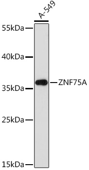 Anti-ZNF75A Antibody