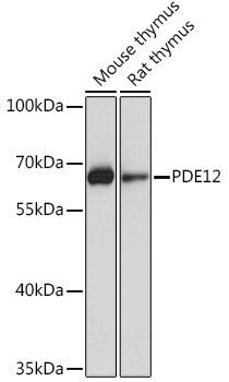 Anti-PDE12 Antibody