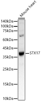 Anti-STX17 Antibody