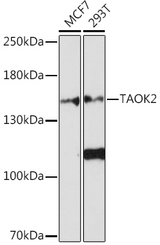 Anti-TAOK2 Antibody