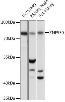 Anti-ZNF530 Antibody