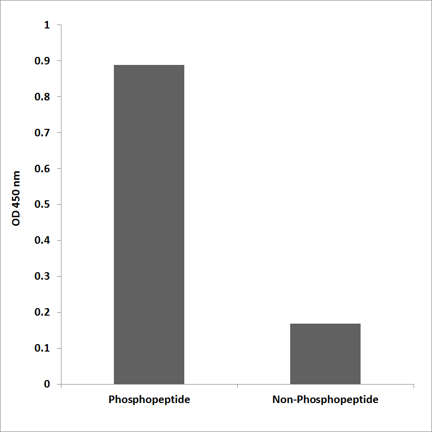 Anti-CaMK2 beta + gamma + delta (phospho Thr287) Antibody