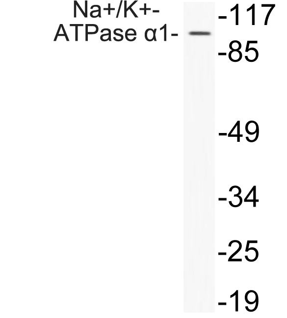 Anti-alpha 1 Sodium Potassium ATPase1 Antibody