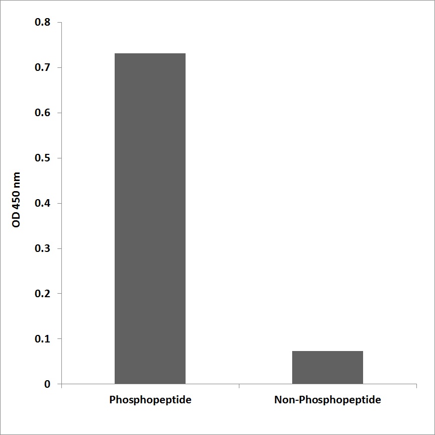 Anti-Synuclein-alpha (phospho Tyr136) Antibody