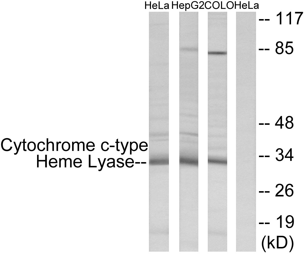 Anti-Cytochrome c-type Heme Lyase Antibody
