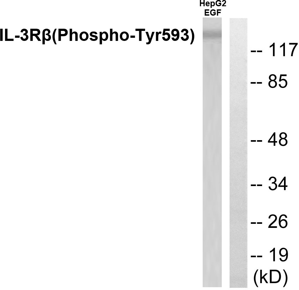 Anti-IL-3R beta (phospho Tyr593) Antibody - Identical to Abcam (ab53695)