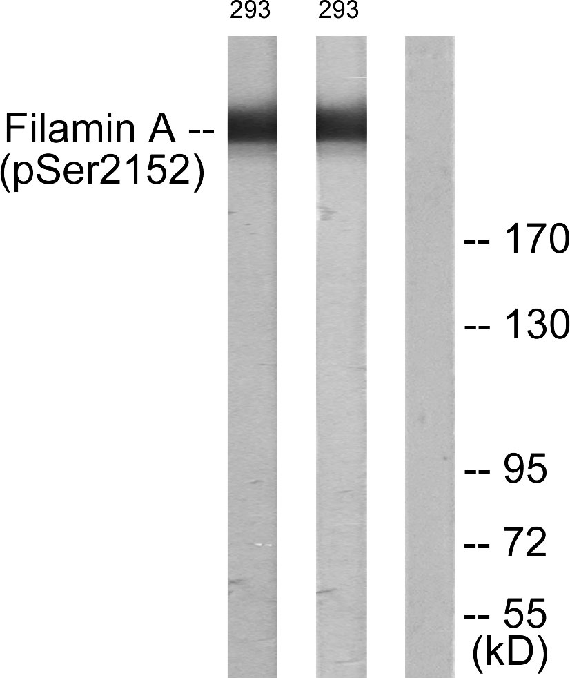 Anti-Filamin A (phospho Ser2152) Antibody