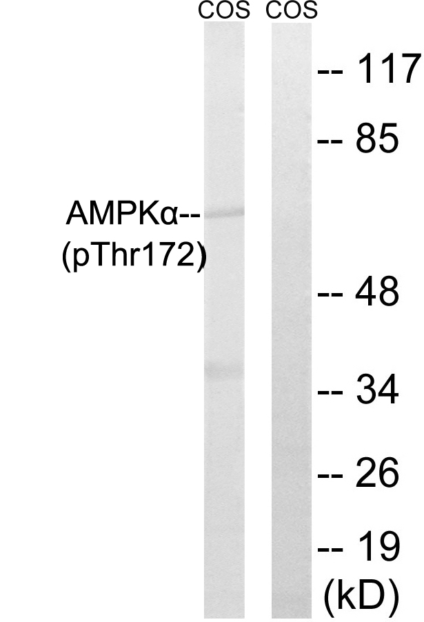 Anti-AMPK alpha (phospho Thr172) Antibody